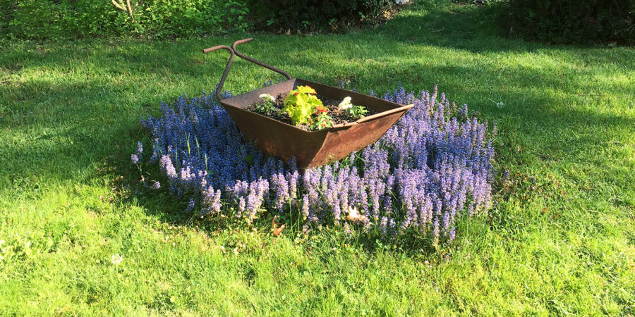 Blooming Ajuga