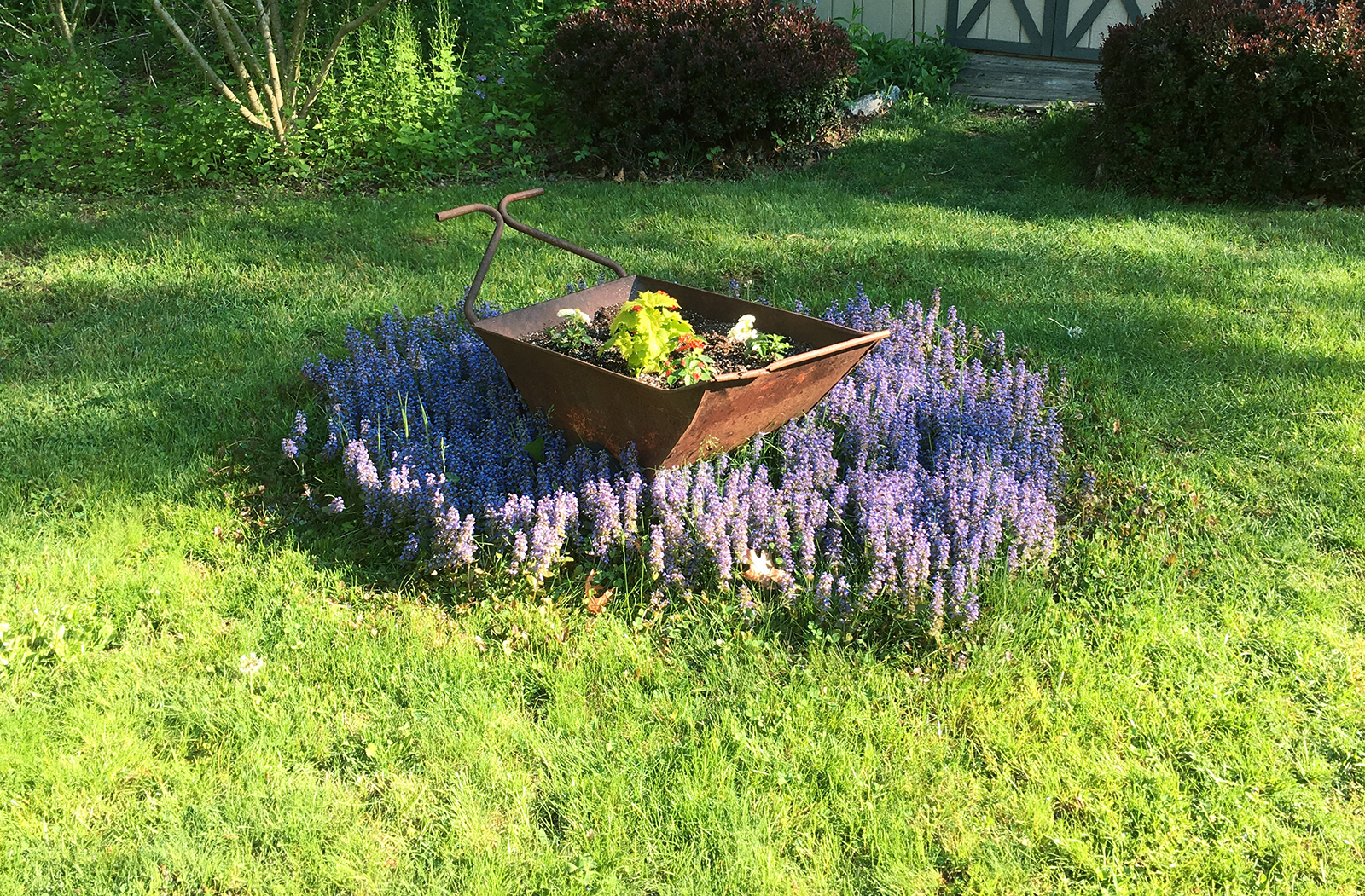 Blooming Ajuga