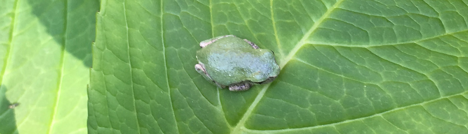 A Spring Peeper on a Hydrangea leaf.