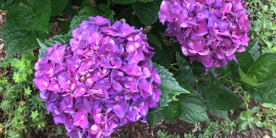 Hybrid Hydrangea