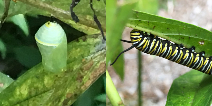 A Monarch Caterpillar and Chrysalis on a Swamp Milkweed plant