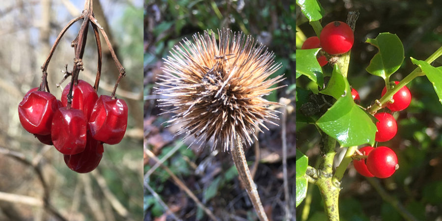 Berries and seed heads that provide food for birds and other wildlife