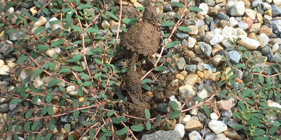 Snapping Turtle hatchings emerge from their nest one by one.