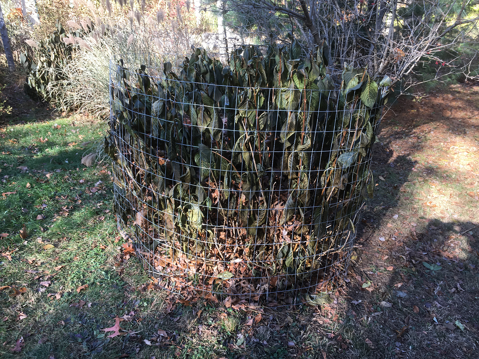 Winterized Hydrangeas