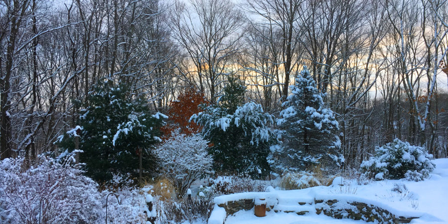 Fresh fallen snow covers our back yard.