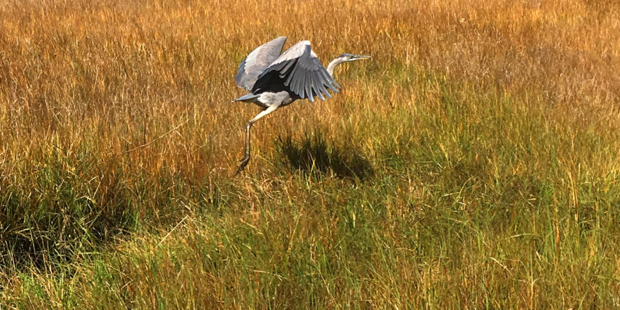 A flying Great Blue Heron