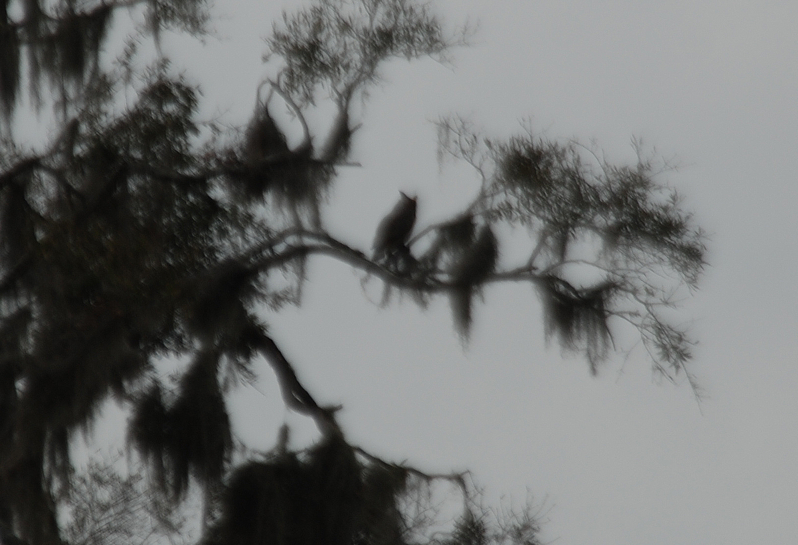 Great Horned Owl