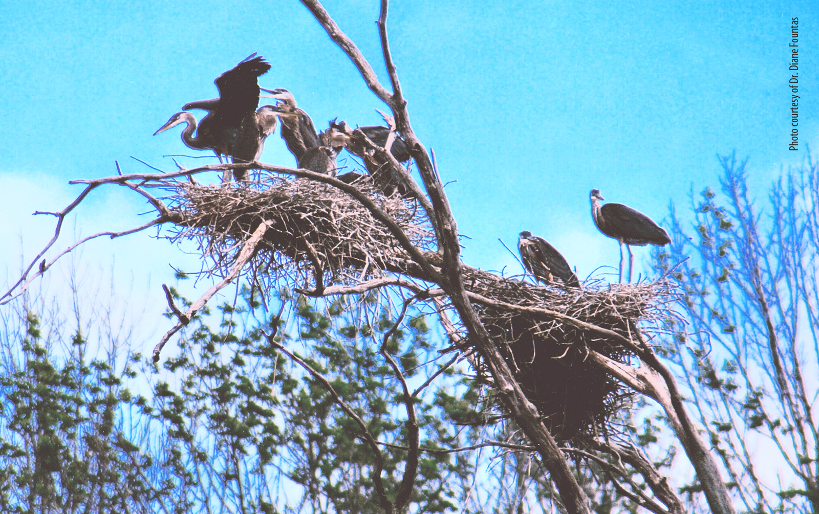 Great Blue Heron Chicks