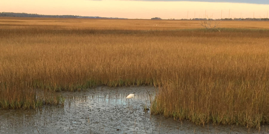 A Snowy Egret hunts on the Georgia coast.