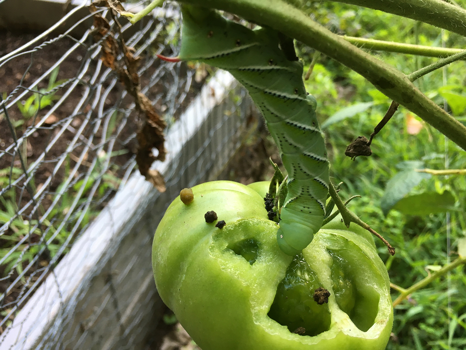 Tomato Horned Caterpillar