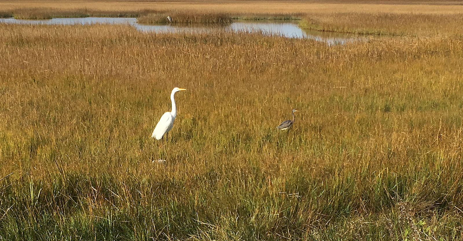 Wading birds on the Georgia coast