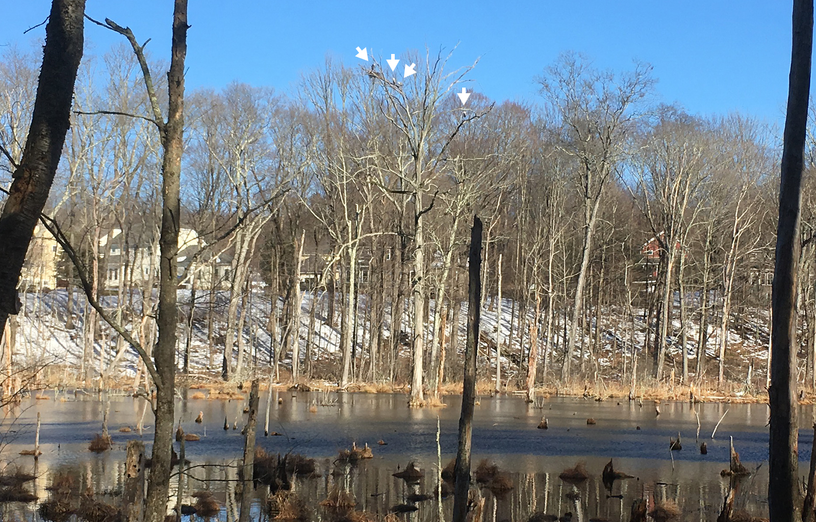 Four Great Blue Herons