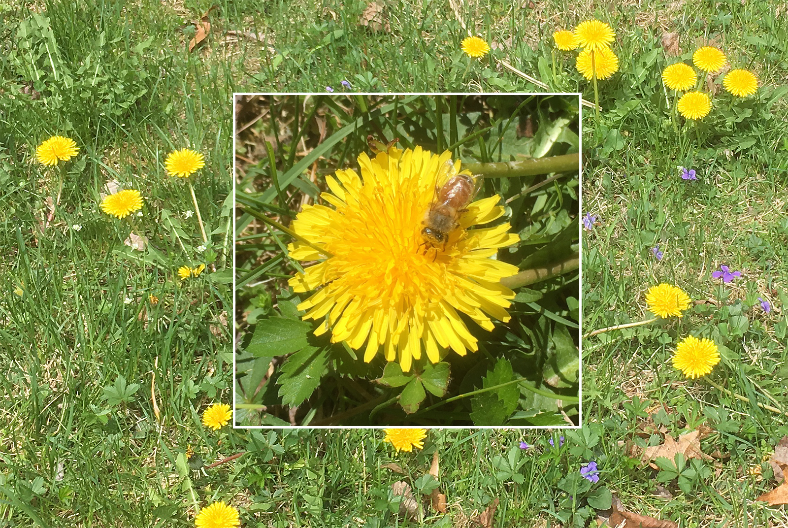 Honeybee on a Dandelion