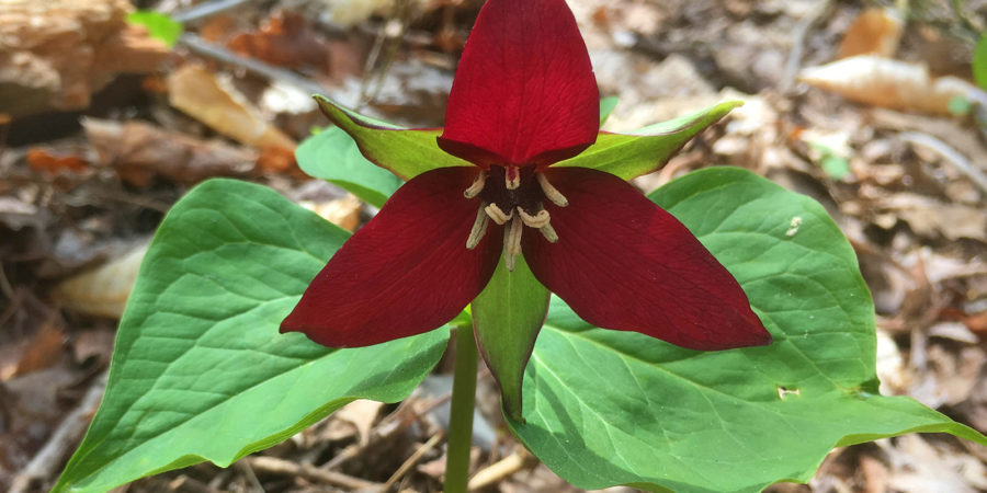 Red Trillium