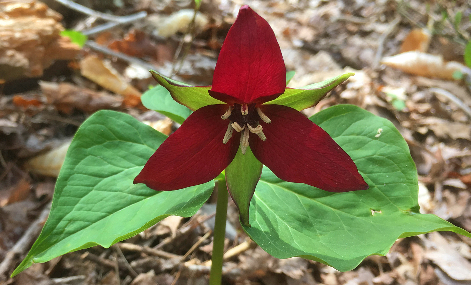 Red Trillium