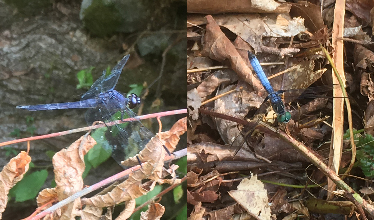 Slaty Skimmer (left) and a male Blue Dasher (right)