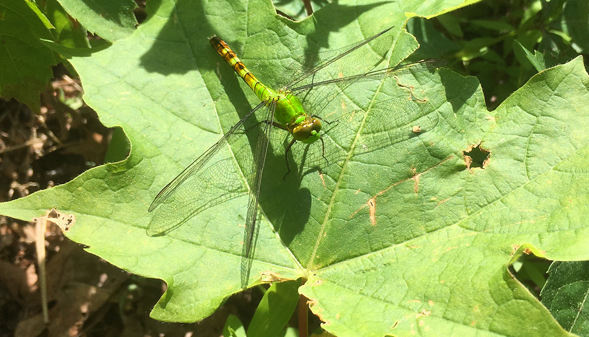 Eastern Pondhawk