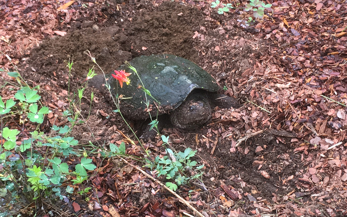 A smaller Snapping Turtle lays eggs