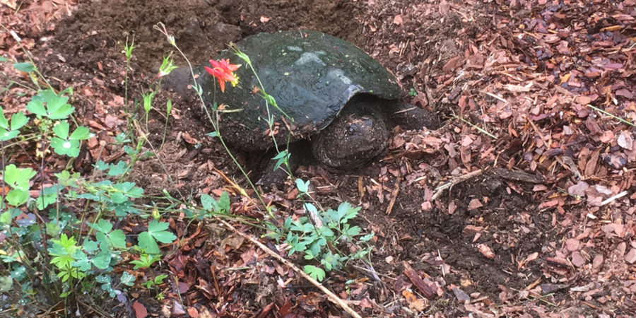 A Snapping Turtle laying eggs