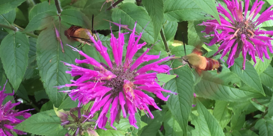 Two Snowberry Clearwing Moths