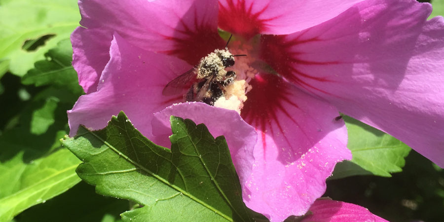 Bumble Bee covered in pollen.